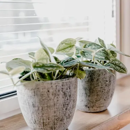 Bed & Breakfast Millsight