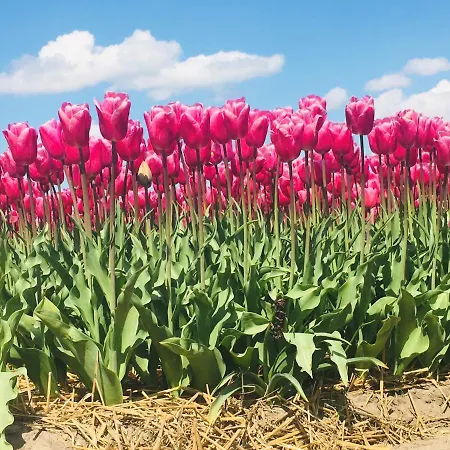 Bed & Breakfast Millsight 4*