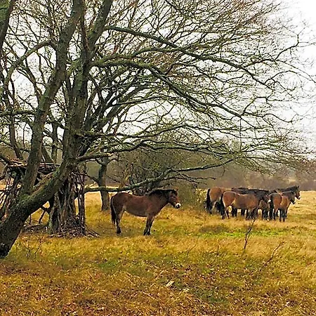 Millsight Bed & Breakfast Uitgeest