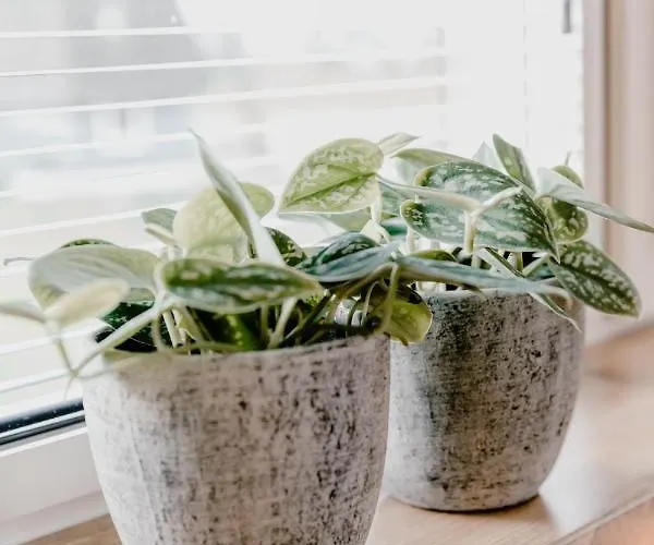 לינה וארוחת בוקר Millsight