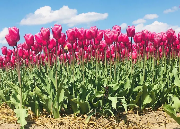 Bed and Breakfast Millsight 4*