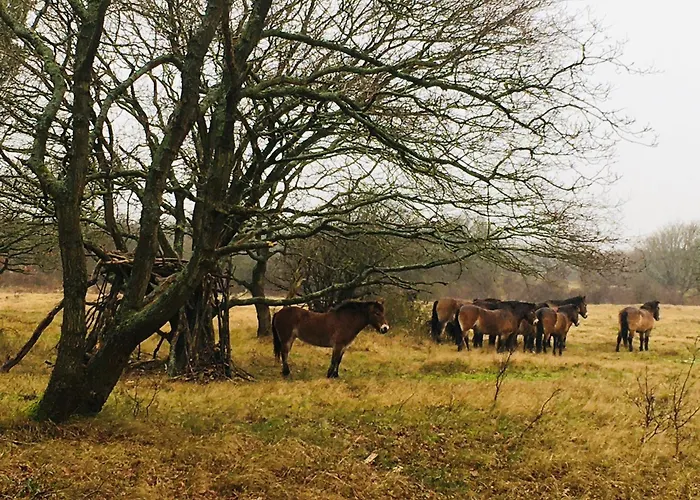 Millsight Bed and Breakfast Uitgeest